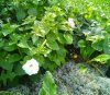 IMG_20160719_135712.JPG