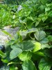 IMG_20160719_135747.JPG