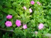 IMG_20160719_132932.jpg