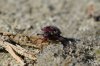 bug_001.jpg