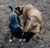 21-signs-your-dog-is-just-not-that-into-you-10.jpg
