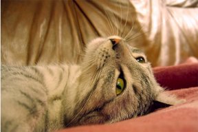 Linxy
