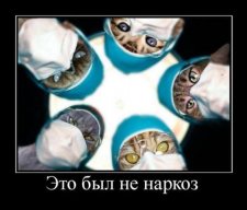 Песец