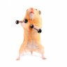 Hamster