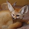 Fennec