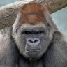 Angry.monkey