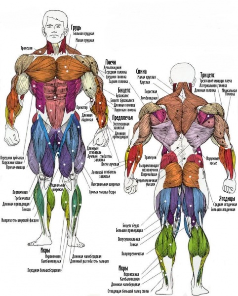 Файл:Muscles man.jpg